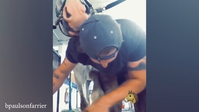 Когда Бог посылает тебе забавную лошадку