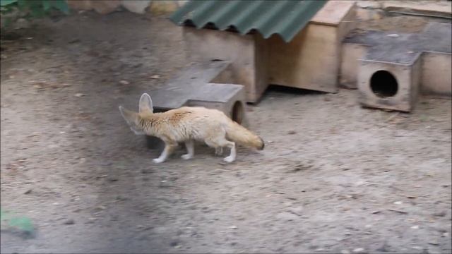 Фенеки на прогулке после завтрака 25.06.2025