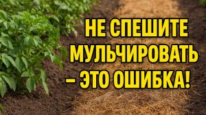 Не мульчируйте почву, пока не узнаете ЭТО! Ошибка многих дачников