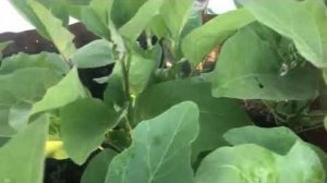Подкормка баклажанов для отличного урожая — что и когда вносить