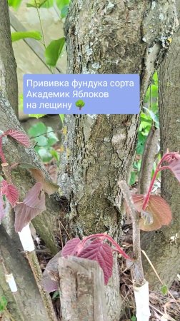 Прививка фундука сорта Академик Яблоков на лещину 🌳
