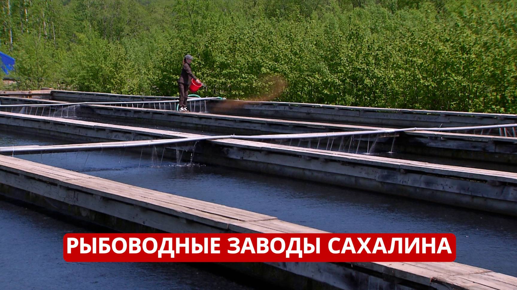 Спецреп. Как работают рыбоводные заводы на Сахалине?