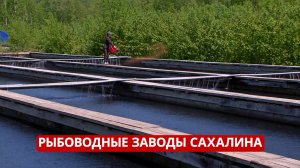Спецреп. Как работают рыбоводные заводы на Сахалине?