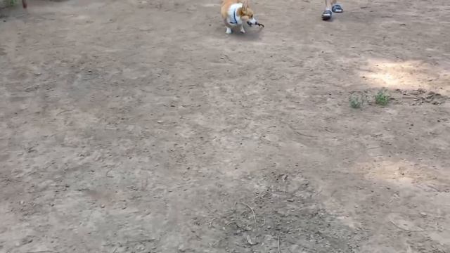 🐕Прогулка с корги на собачьей площадке🐕Попосик на прогулке🐕 смотреть онлайн