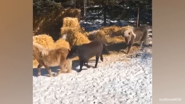 Эти Забавные и Милые Лошадки Навсегда Изменят Ваше Настроение