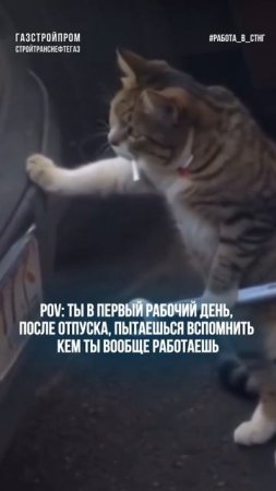 Работа в СТНГ