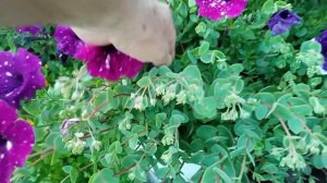 цветы и кустарники на моём участке