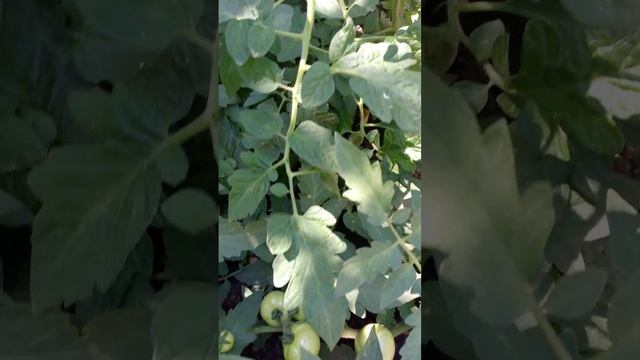 1000022335.mp4