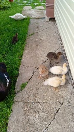 Индоутиная семья на прогулке 🦆