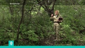 Сотни колокольчиков широколистных пересаживают в особо-охраняемую природную территорию