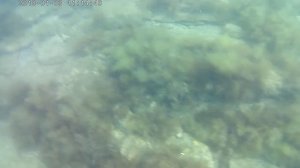 эльпидифер азов 2