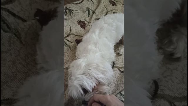 Лилу не хочет уходить 🙂