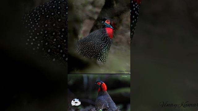 Западный трагопан Tragopan melanocephalus