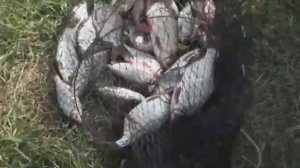 Снова в проводку с
маховыми удочками!