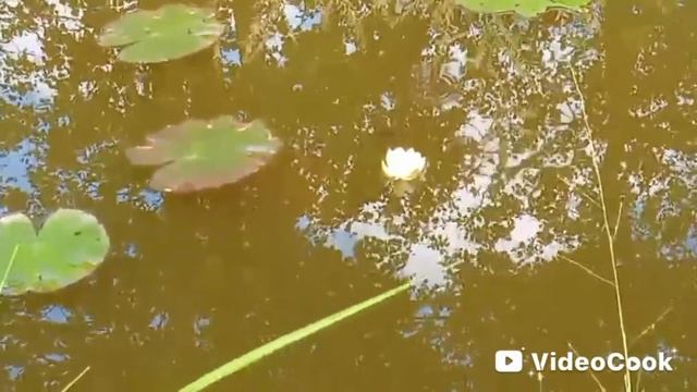 Кувшинка ожила
