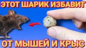 КАК ИЗБАВИТЬСЯ ОТ ПАРАЗИТОВ МЫШЕЙ И КРЫС и других грызунов за 1 день