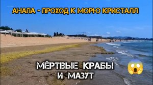 #Анапа - ПРОХОД КРИСТАЛЛ НА ПЛЯЖ 🌊 Мёртвые Крабы и Мазут.