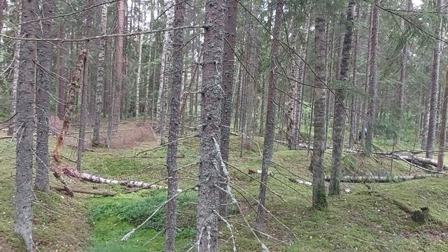 Собираем первые лисички. Лес у Трех Оленей.