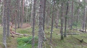 Собираем первые лисички. Лес у Трех Оленей.