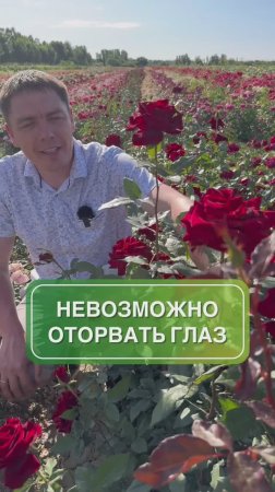 Роза Адмирал - бархатная роскошь для сада 🌹