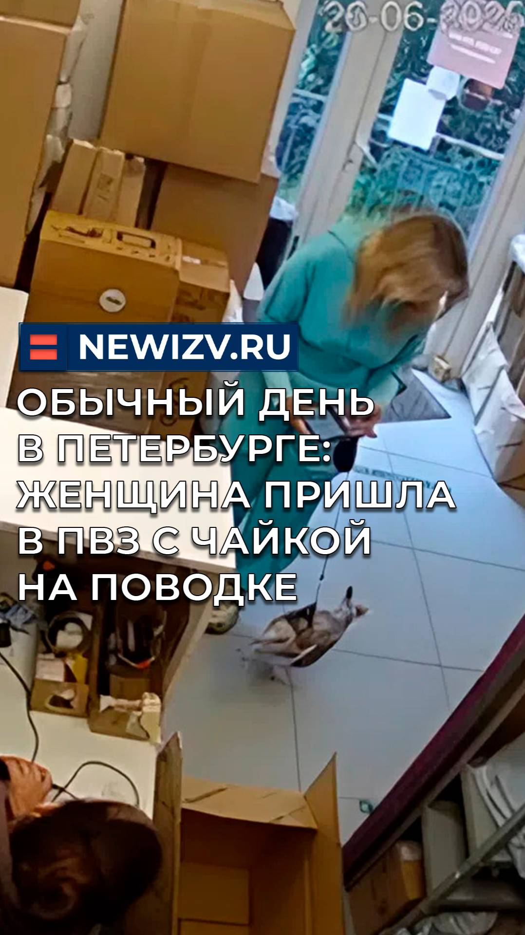 Обычный день в Петербурге: женщина пришла в ПВЗ с чайкой на поводке