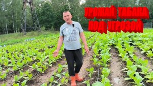 ТАБАК потребовал ручного труда. На СТРОЙКЕ не все пошло по плану. Наша жизнь в деревне.