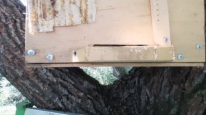 Приехал переставить ловушки . А тут такое. И не знаю ,то ли радоваться или плакать.