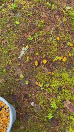 Прогулка в лесу 25.06.2025 Много мелких лесичек