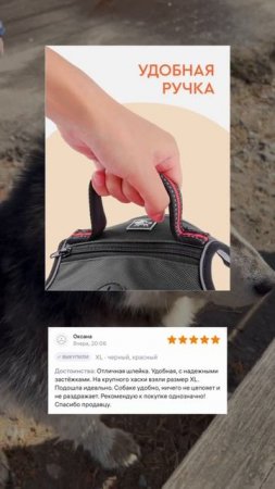 Хаски — это крупные и мускулистые собаки 🐕🦺