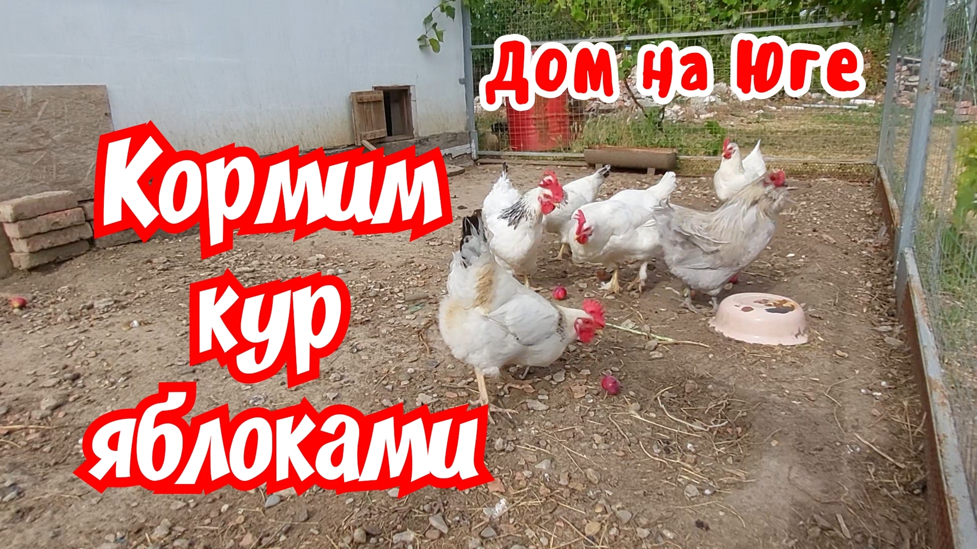 Дом на Юге. Кормим кур яблоками.