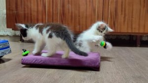 Самодельная игрушка для котенка 2. Милые кошачьи семена.