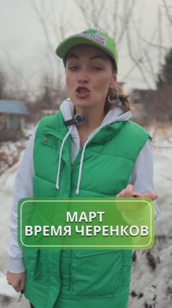 Вы заготовили черенки? 🌱