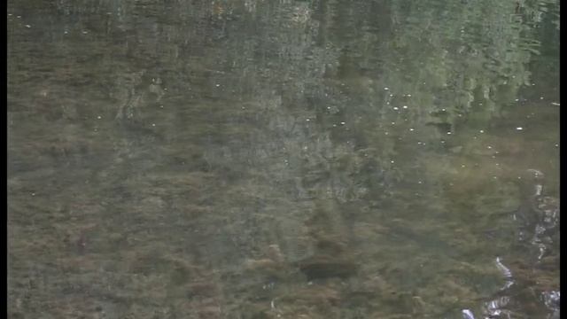 В Лесной пруд Заречного запустили белого амура
