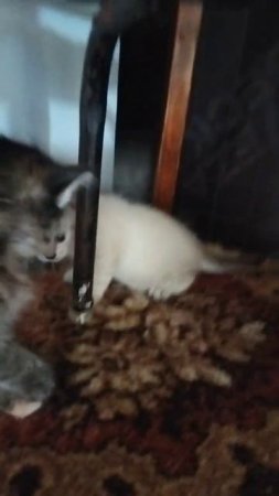VID_20250627_162240_638