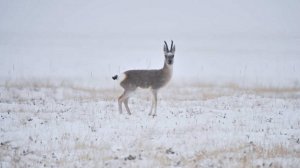 Самую сухую пустыню мира Атакаму в Чили засыпало снегом
