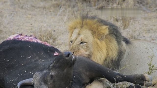 Герои дикой природы / Wildlife Icons-08  Пожиратели объедков смотреть онлайн