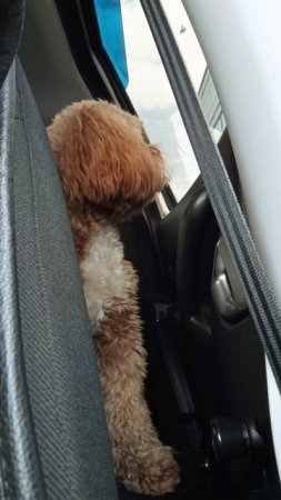 Спарки 🐕 любит кататься в машине