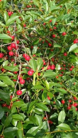 Вишня спеет 🍒