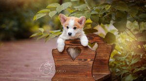 мальчик #2, Dom Perignon,  Кола+Джастин