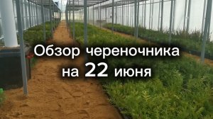 Через полтора месяца после начала черенкования.