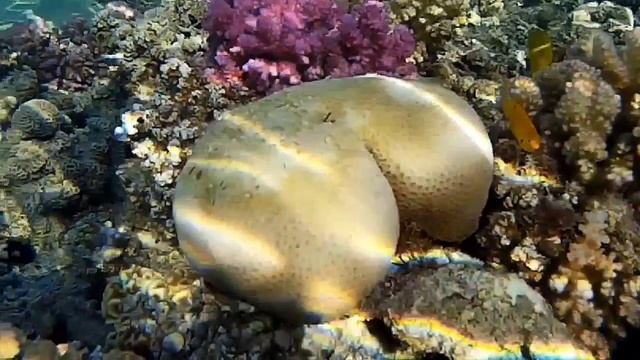 Неожиданные находки в Красном море