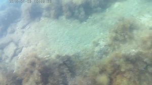 эльпидифер азов 1