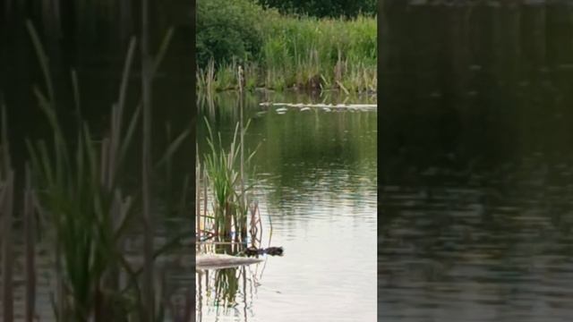 Утка и утята плавают в карьере