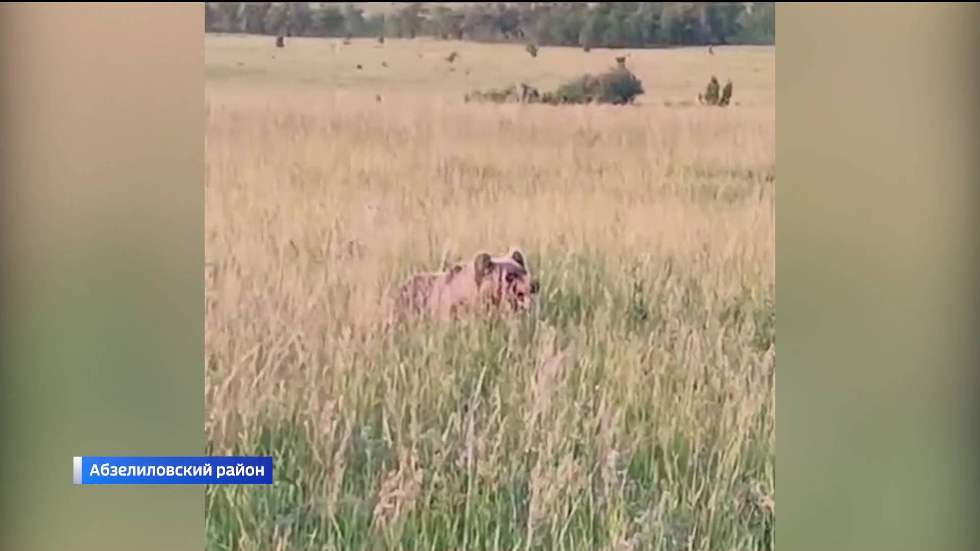 В Башкортостане рядом с озером Желтое отдыхающие засняли медведя