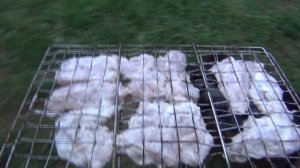 Жарим мясо на углях 24 06 2025