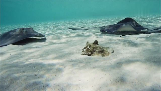 Голубые Багамы   Часть 03 смотреть онлайн