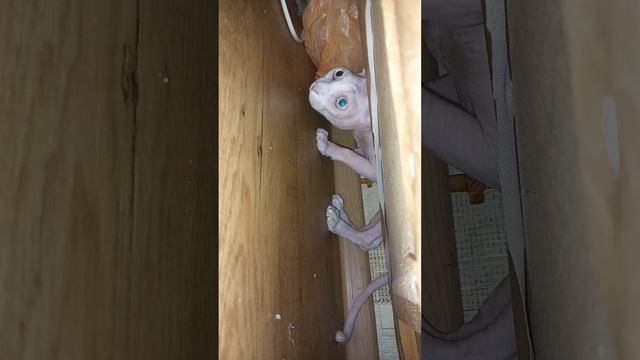 Котик Скиф Скифыш