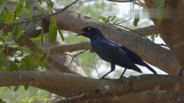 Герои дикой природы / Wildlife Icons-05  Большая Африканская пятерка смотреть онлайн