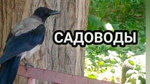 Птицы в поиске насекомых и развлечений