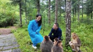 🐒В заповеднике провинции Хубэй растёт популяция редких обезьян